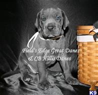 great dane puppy posted by CB Hillis Danes